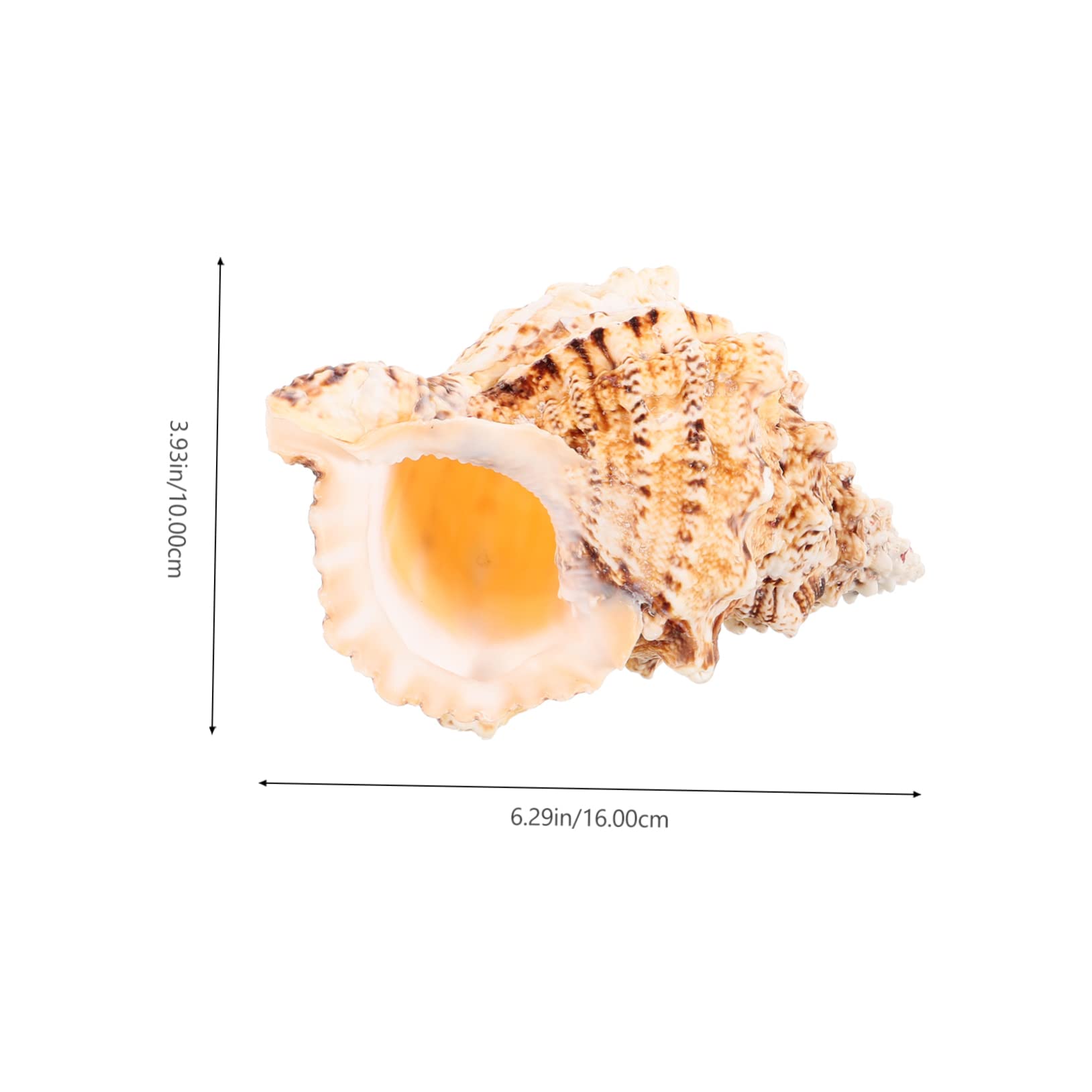 Amazon.co.jp: Lurrose ホラ貝 貝殻巻き貝の装飾 水族館の貝殻 ビーチ